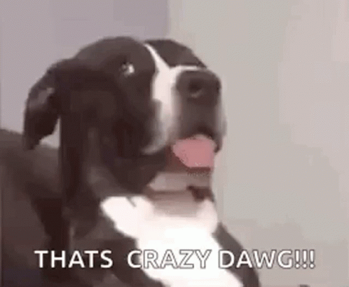 dog-dawg.gif
