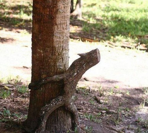 tree-humping-branch-500x447.jpg