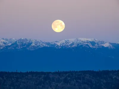 moonies-s.webp
