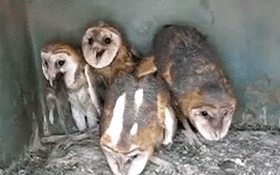 5a9256f45060e036c2be0c754c2c12b1cee3b4f_r.gif