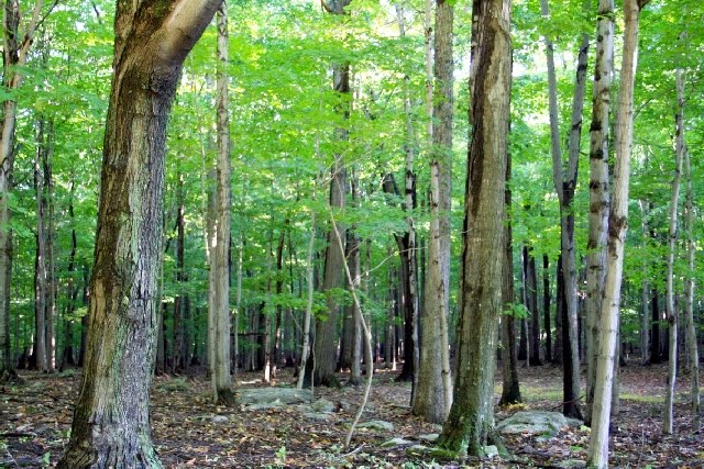 Forest+Trees.jpg