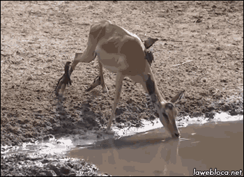 giphy.gif