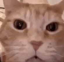 orange-cat-laughing.gif