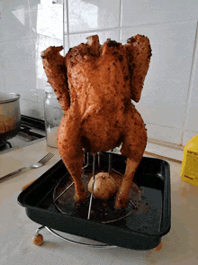 chicken.gif