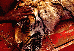 tumblr_mguwfrjALH1qc2jbwo6_r2_250.gif