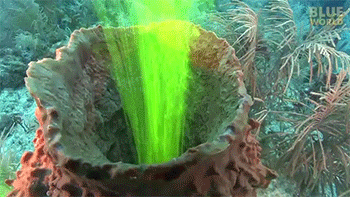 tumblr_n6pf0z1py81rc7zl1o8_400.gif