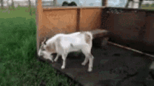 goat-play-dead.gif