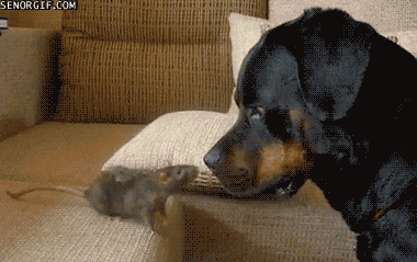download.gif