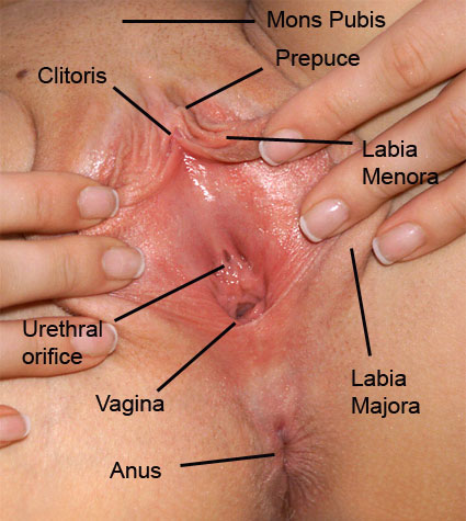 1302711371291-vagina.jpg
