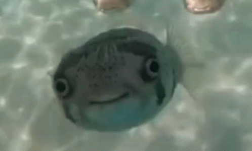 fish-smile.gif