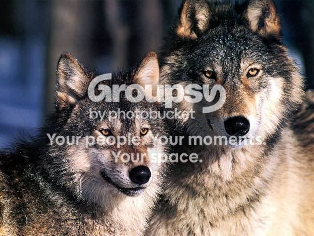 jlm-wolves-1024x768.jpg