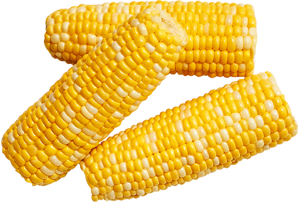 White & Yellow Sweet Corn For Sale | Corn Recipes | Duda Farm Fresh Foods