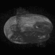 220px-3Dbrain.gif