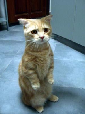 puss.jpg