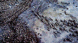 tumblr_o91wsyGfXG1rszoo3o10_r1_400.gif