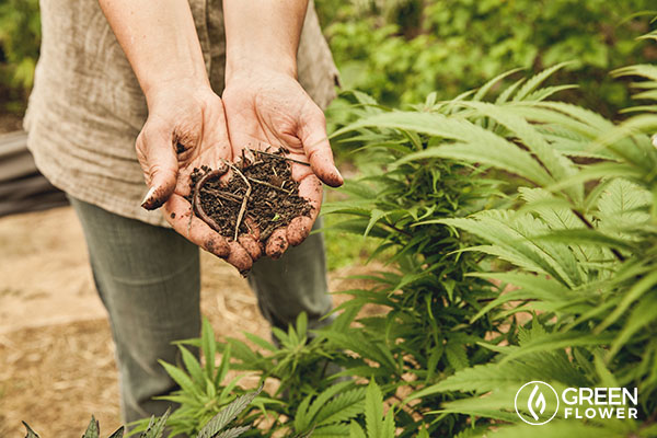 15_hemp_3.jpg