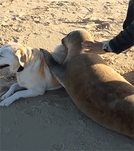 tumblr_nin80tAnMh1qb6v6ro2_400.gif