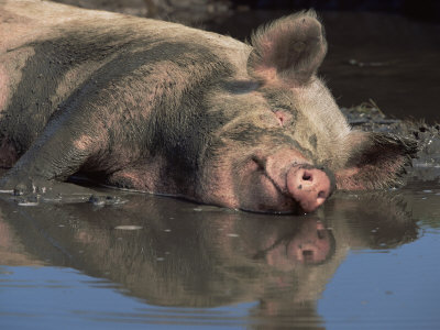 pig+in+slop.jpg