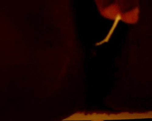 tumblr_n95s6dJHbZ1svdfpdo1_500.gif