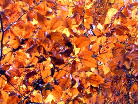 Autumn%20Leaves.jpg