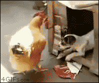 tumblr_m54u3b1v4Z1qmbnxm.gif