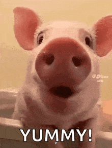 pig-pig-funny.gif