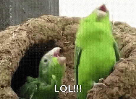 parrot-dance.gif