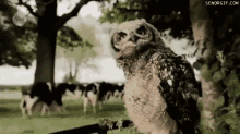 owl-dance.gif