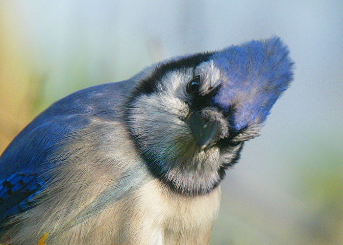 blja_peering_in_656B8476-500.jpg