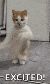 dancing-cat-dance.gif