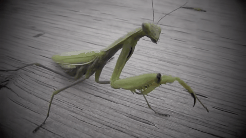 92ebc0d08f6b19db24151d7cf3c41c37.gif