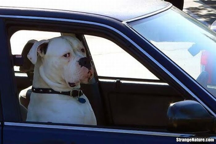 suspicious-dog-in-car.jpg