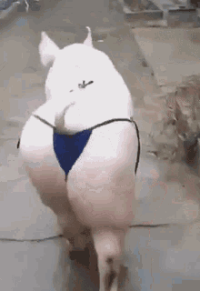 sexy-pig.gif