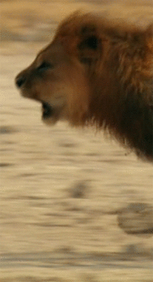 tumblr_n8k9u6Cipk1rflk6co1_250.gif