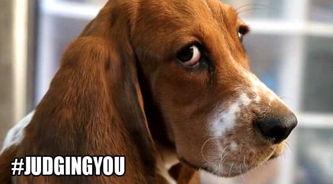 judging-basset-hound.jpg
