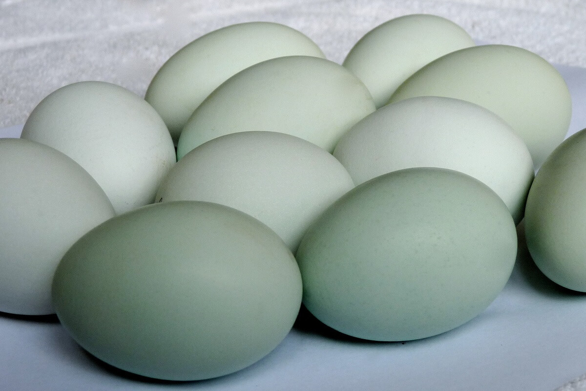 blue-eggs.jpg