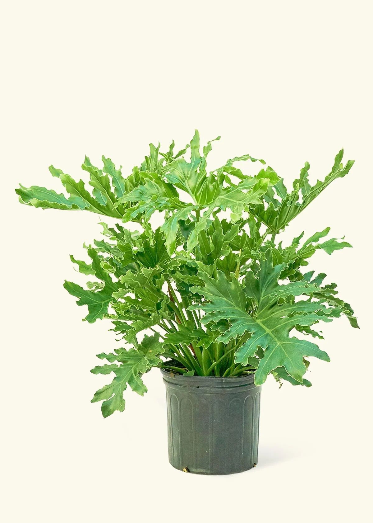 philodendron-lickety-splitz-67b5f61053025.jpeg