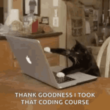 kitten-cat.gif