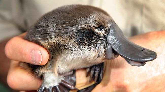 baby-platypus.jpg