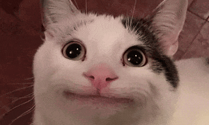 tight-smile-cat-cat-tight-smile.gif