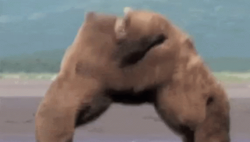 bears-fighting.gif