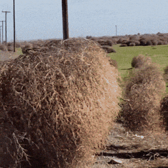windy-day-windy.gif
