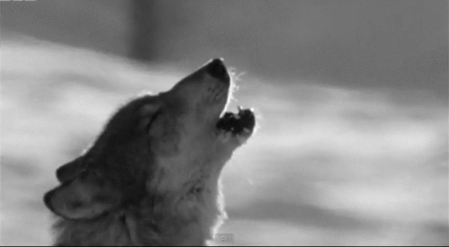 gifs-wolves-28485556-500-275.gif