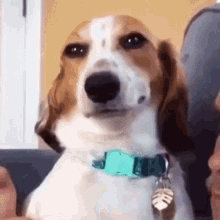 dog-doggo.gif