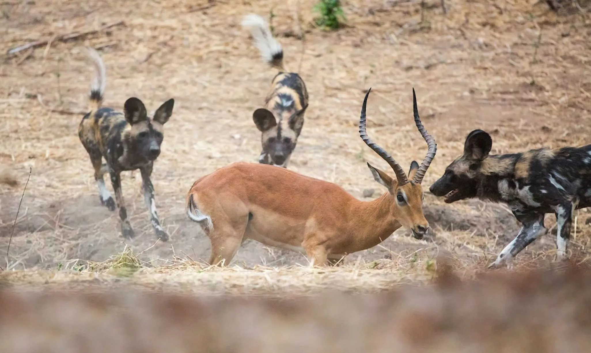 A-pack-of-wild-dogs-chase.jpg