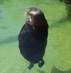 mkmk.gif