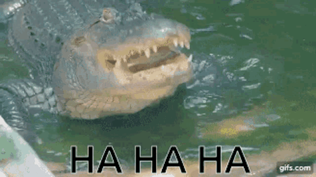 alligator-laughing.gif