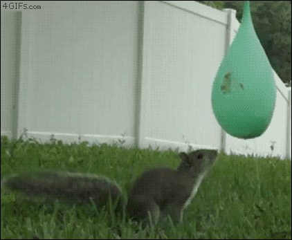 giphy.gif