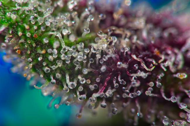 trichomes.jpg