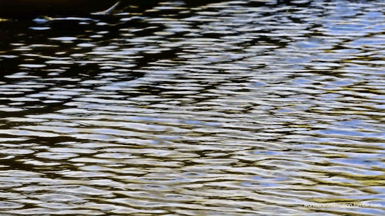 tumblr_ox4apywJpk1viuar9o1_540.gif